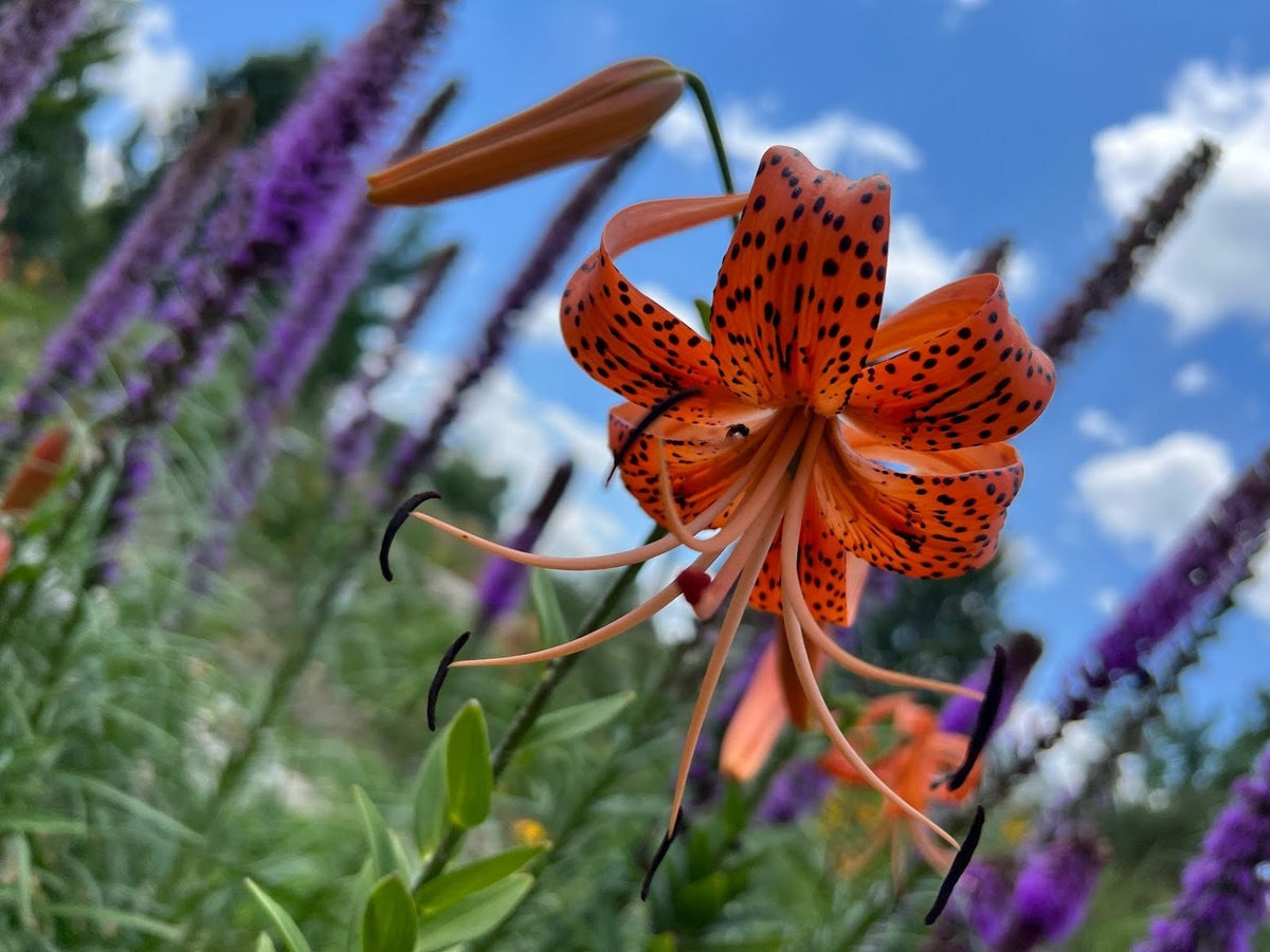 Tiger Lily Bulbets – 5 Live Bulblets | Orange Black-Spotted Hardy Perennial Lilies