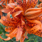 Orange Double Bloom Tiger Lily – 1 Live Bulb | Unique Spotted Blooms