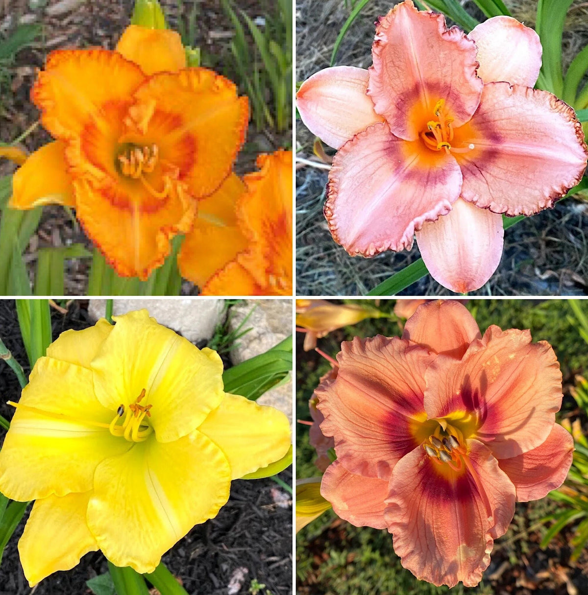 Mixed Hybrid Daylily Seeds – 10 Count | Open-Pollinated Mystery Blooms