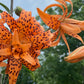 Tiger Lily Double Bloom , 5 Bulbets, Bulbils
