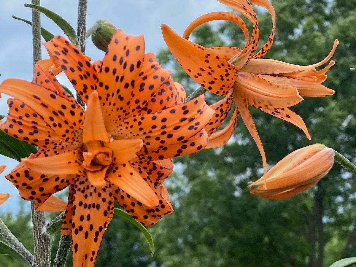 Tiger Lily Double Bloom , 5 Bulbets, Bulbils