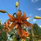 Tiger Lily Double Bloom , 5 Bulbets, Bulbils