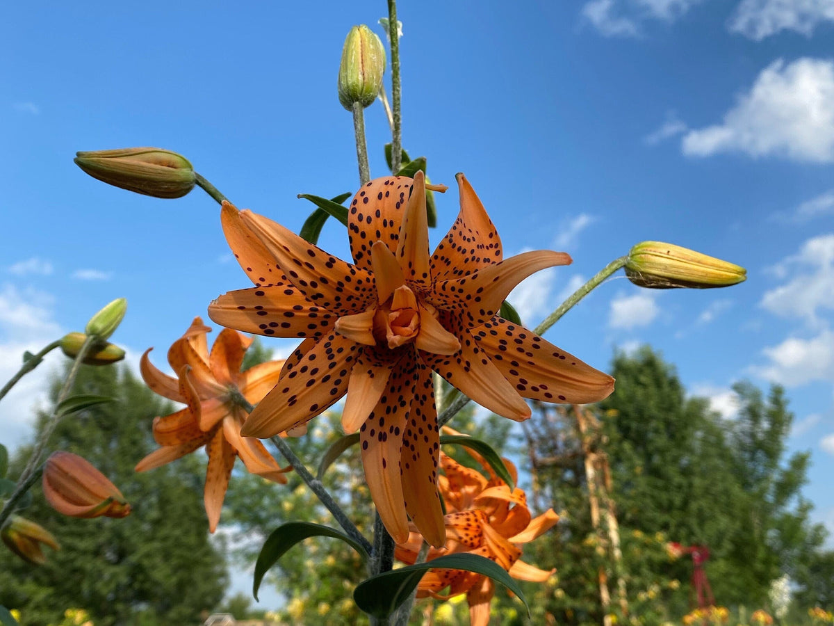 Tiger Lily Double Bloom , 5 Bulbets, Bulbils
