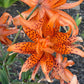 Tiger Lily Double Bloom , 5 Bulbets, Bulbils