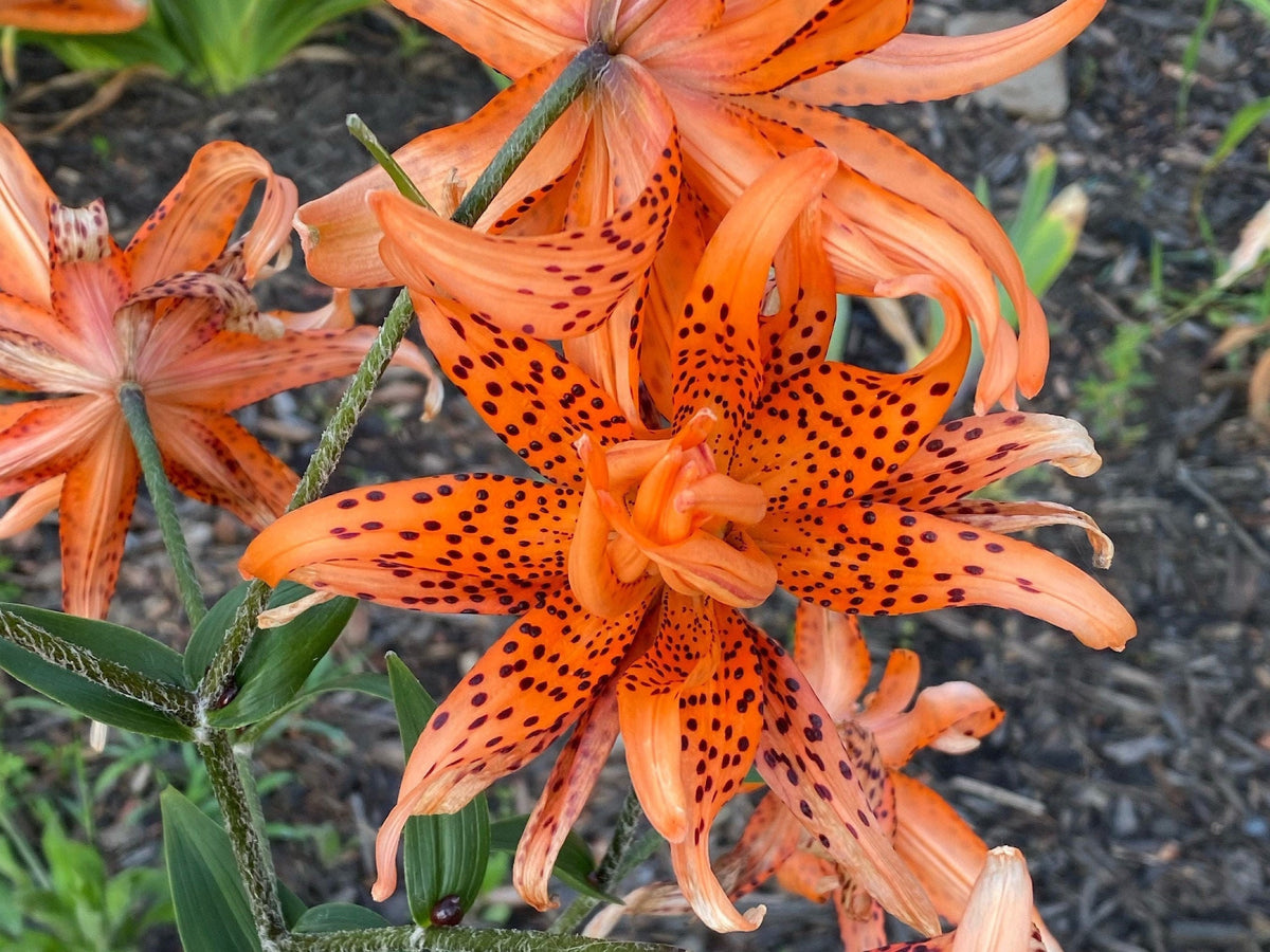 Tiger Lily Double Bloom , 5 Bulbets, Bulbils