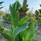 Canna Lily Seed Mix - Diverse Colors in Every Pack