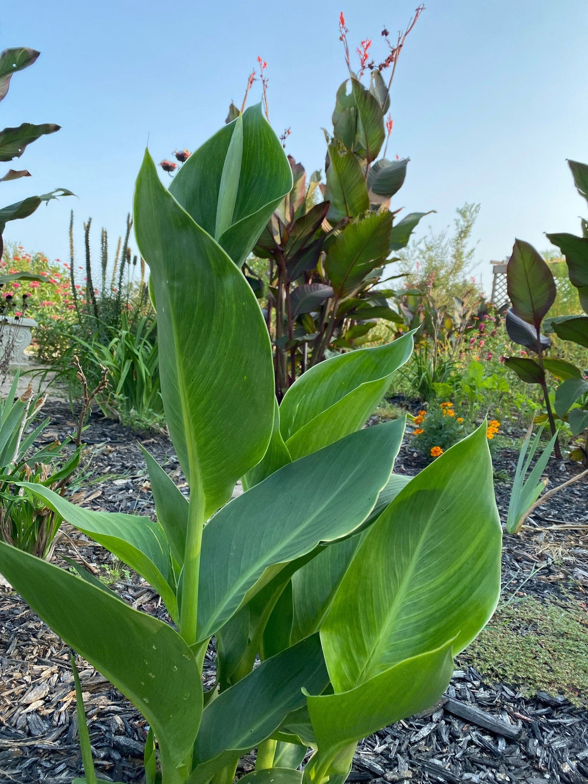 Canna Lily Seed Mix - Diverse Colors in Every Pack