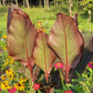 Canna Lily Seed Mix - Diverse Colors in Every Pack