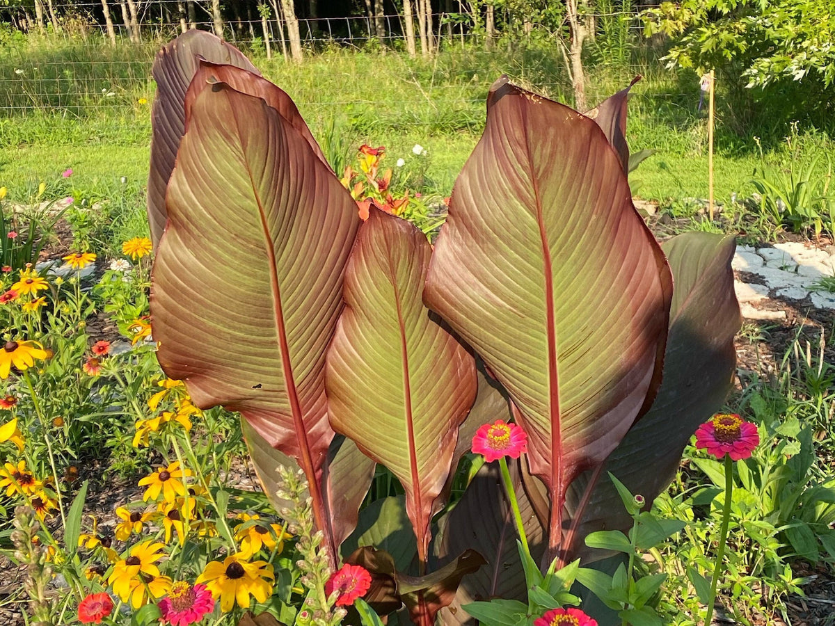 Canna Lily Seed Mix - Diverse Colors in Every Pack