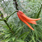 Tiger Lily Bulbets – 5 Live Bulblets | Orange Black-Spotted Hardy Perennial Lilies