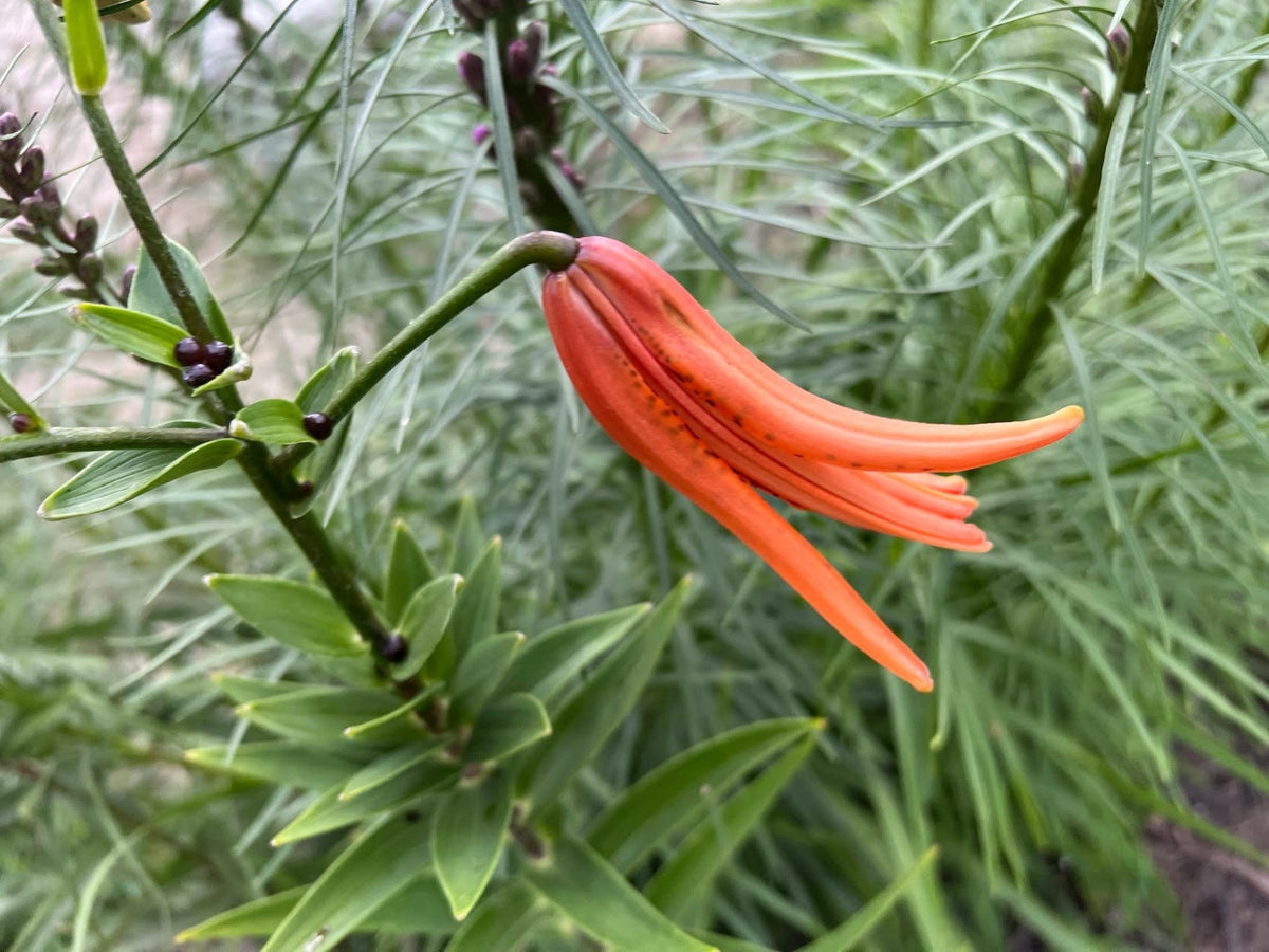 Tiger Lily Bulbets – 5 Live Bulblets | Orange Black-Spotted Hardy Perennial Lilies