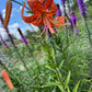 Tiger Lily Bulbets – 5 Live Bulblets | Orange Black-Spotted Hardy Perennial Lilies