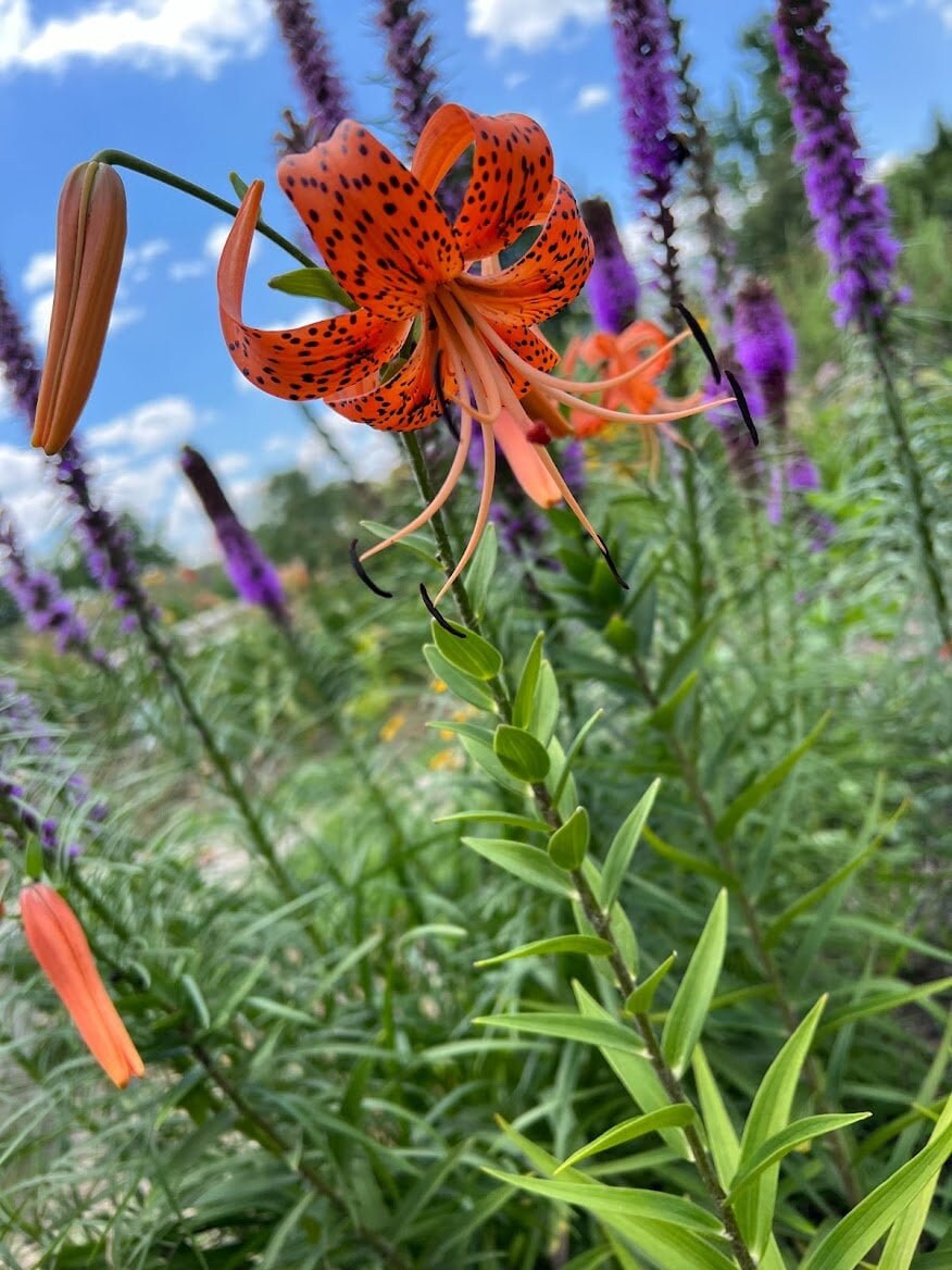 Tiger Lily Bulbets – 5 Live Bulblets | Orange Black-Spotted Hardy Perennial Lilies
