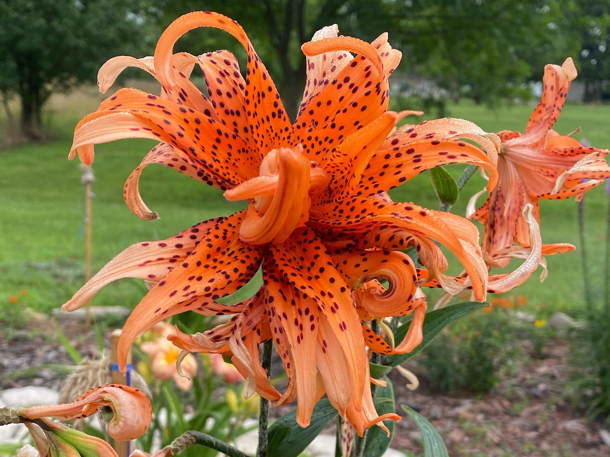 Orange Double Bloom Tiger Lily – 1 Live Bulb | Unique Spotted Blooms