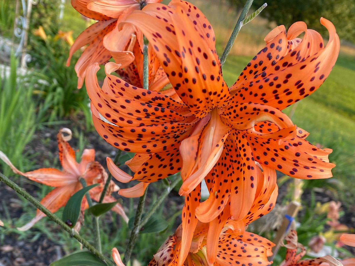 Orange Double Bloom Tiger Lily – 1 Live Bulb | Unique Spotted Blooms
