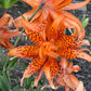 Orange Double Bloom Tiger Lily – 1 Live Bulb | Unique Spotted Blooms