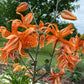 Orange Double Bloom Tiger Lily – 1 Live Bulb | Unique Spotted Blooms