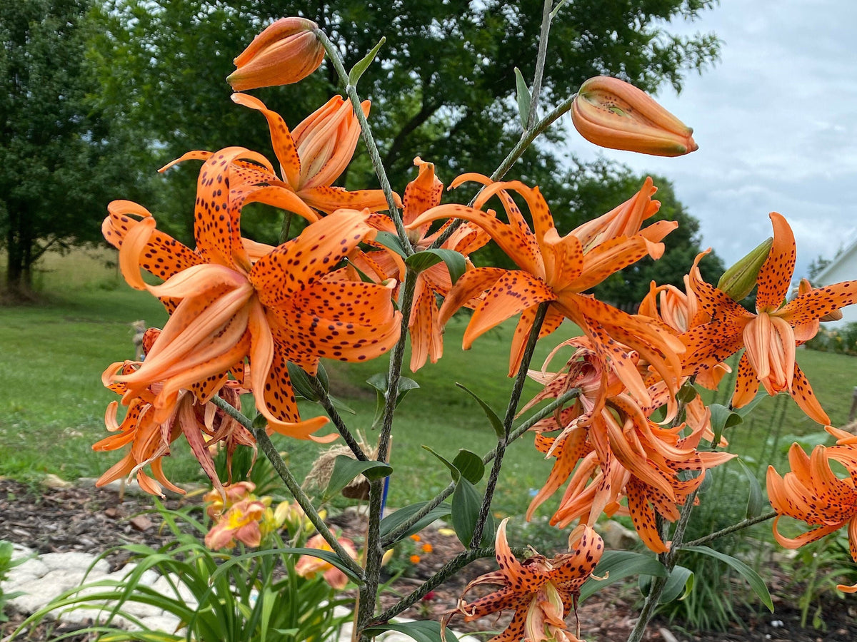 Orange Double Bloom Tiger Lily – 1 Live Bulb | Unique Spotted Blooms