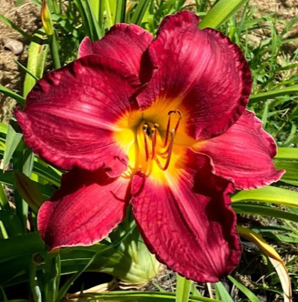 Mixed Hybrid Daylily Seeds – 10 Count | Open-Pollinated Mystery Blooms