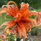 Tiger Lily Double Bloom , 5 Bulbets, Bulbils
