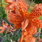 Tiger Lily Double Bloom , 5 Bulbets, Bulbils