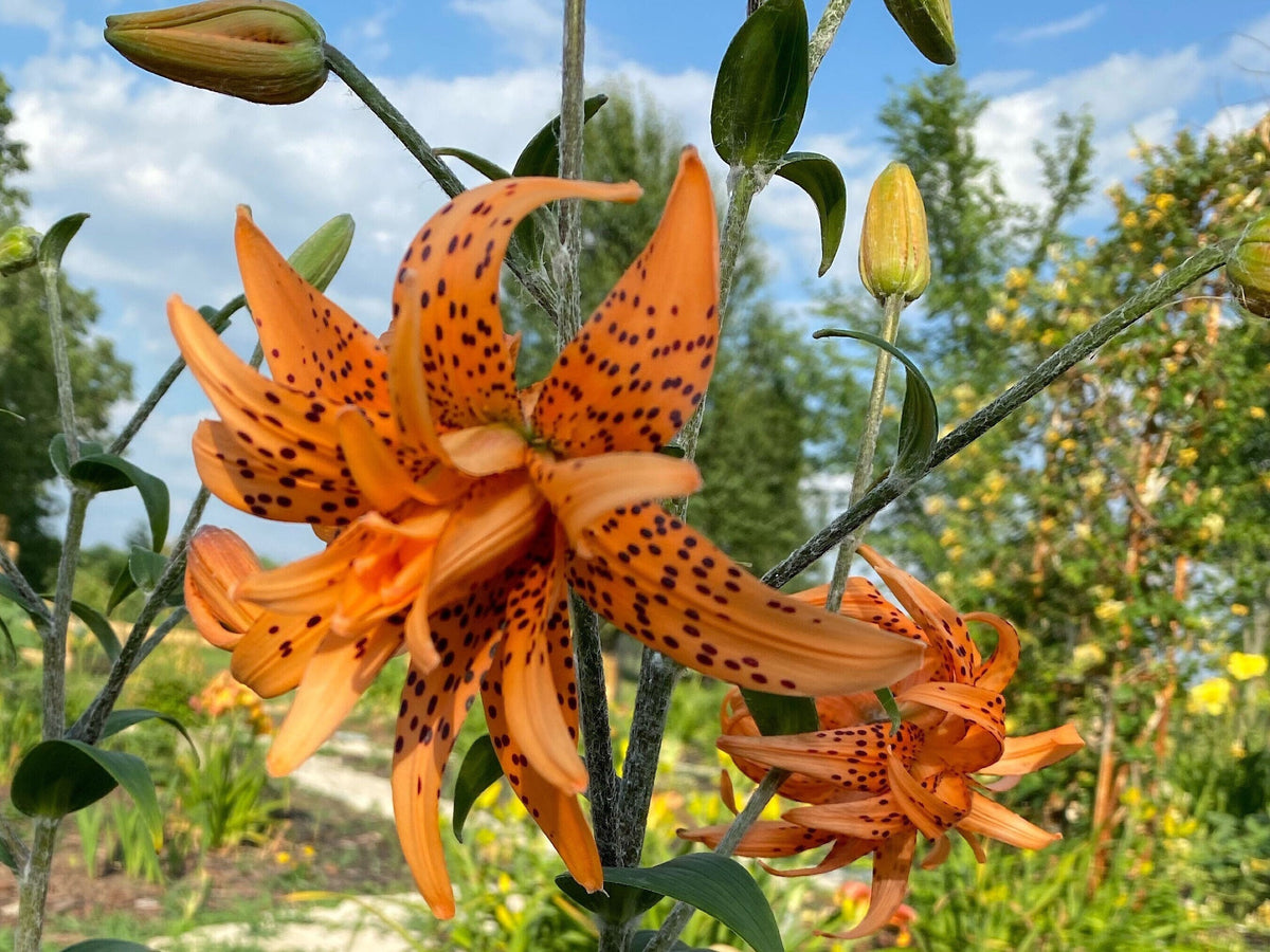 Tiger Lily Double Bloom , 5 Bulbets, Bulbils