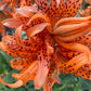 Tiger Lily Double Bloom , 5 Bulbets, Bulbils