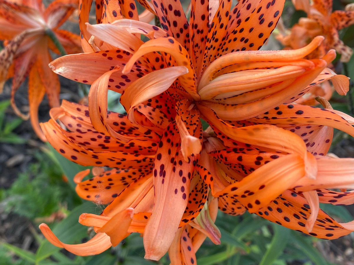 Tiger Lily Double Bloom , 5 Bulbets, Bulbils