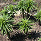Tiger Lily Double Bloom , 5 Bulbets, Bulbils