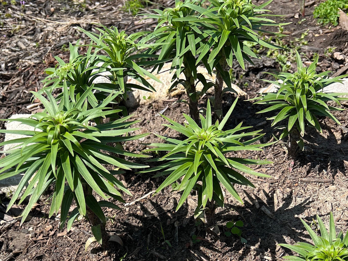Tiger Lily Double Bloom , 5 Bulbets, Bulbils