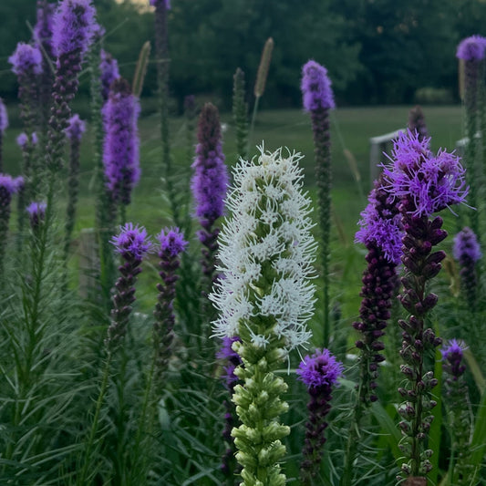 Blazing Star Seeds – 100+ Seeds | Purple Liatris Perennial | Butterfly & Pollinator Favorite