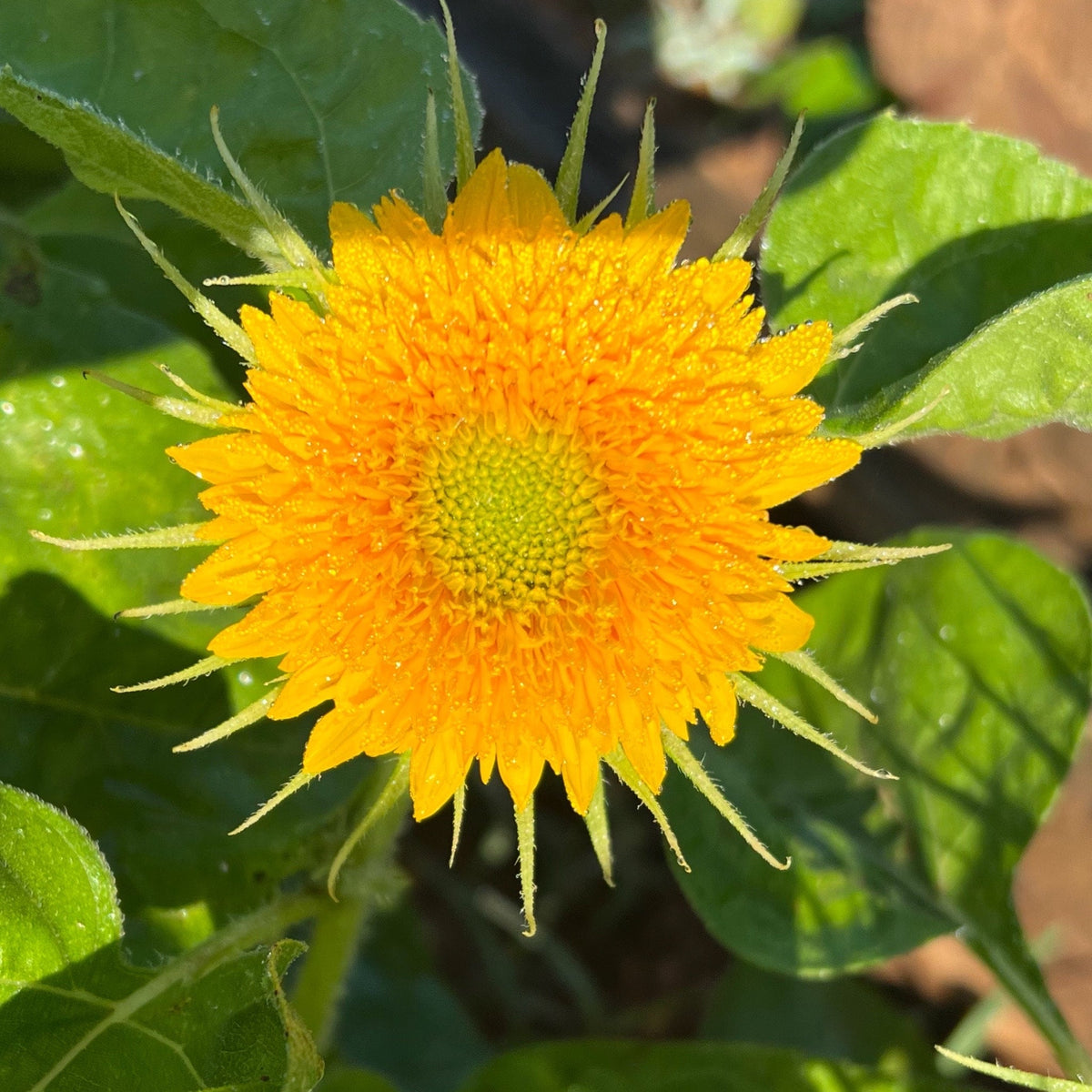 Teddy Bear Sunflower Seeds – 25 Seeds | Dwarf Fluffy Golden Blooms