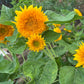 Teddy Bear Sunflower Seeds – 25 Seeds | Dwarf Fluffy Golden Blooms