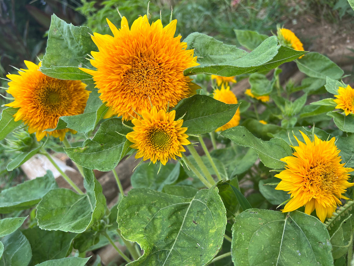 Teddy Bear Sunflower Seeds – 25 Seeds | Dwarf Fluffy Golden Blooms