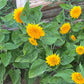 Teddy Bear Sunflower Seeds – 25 Seeds | Dwarf Fluffy Golden Blooms