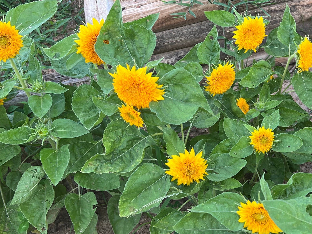 Teddy Bear Sunflower Seeds – 25 Seeds | Dwarf Fluffy Golden Blooms