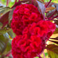 Giant Cockscomb Celosia Seeds – 50 Seeds | Mixed Colors | Huge Velvety Blooms