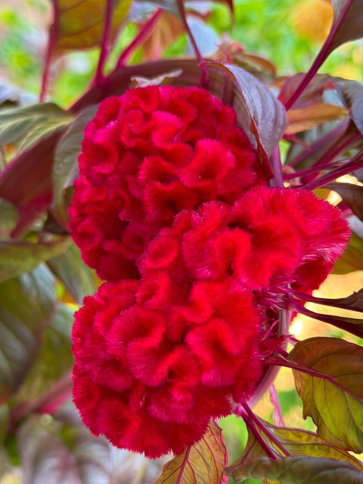 Giant Cockscomb Celosia Seeds – 50 Seeds | Mixed Colors | Huge Velvety Blooms