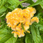 Giant Cockscomb Celosia Seeds – 50 Seeds | Mixed Colors | Huge Velvety Blooms