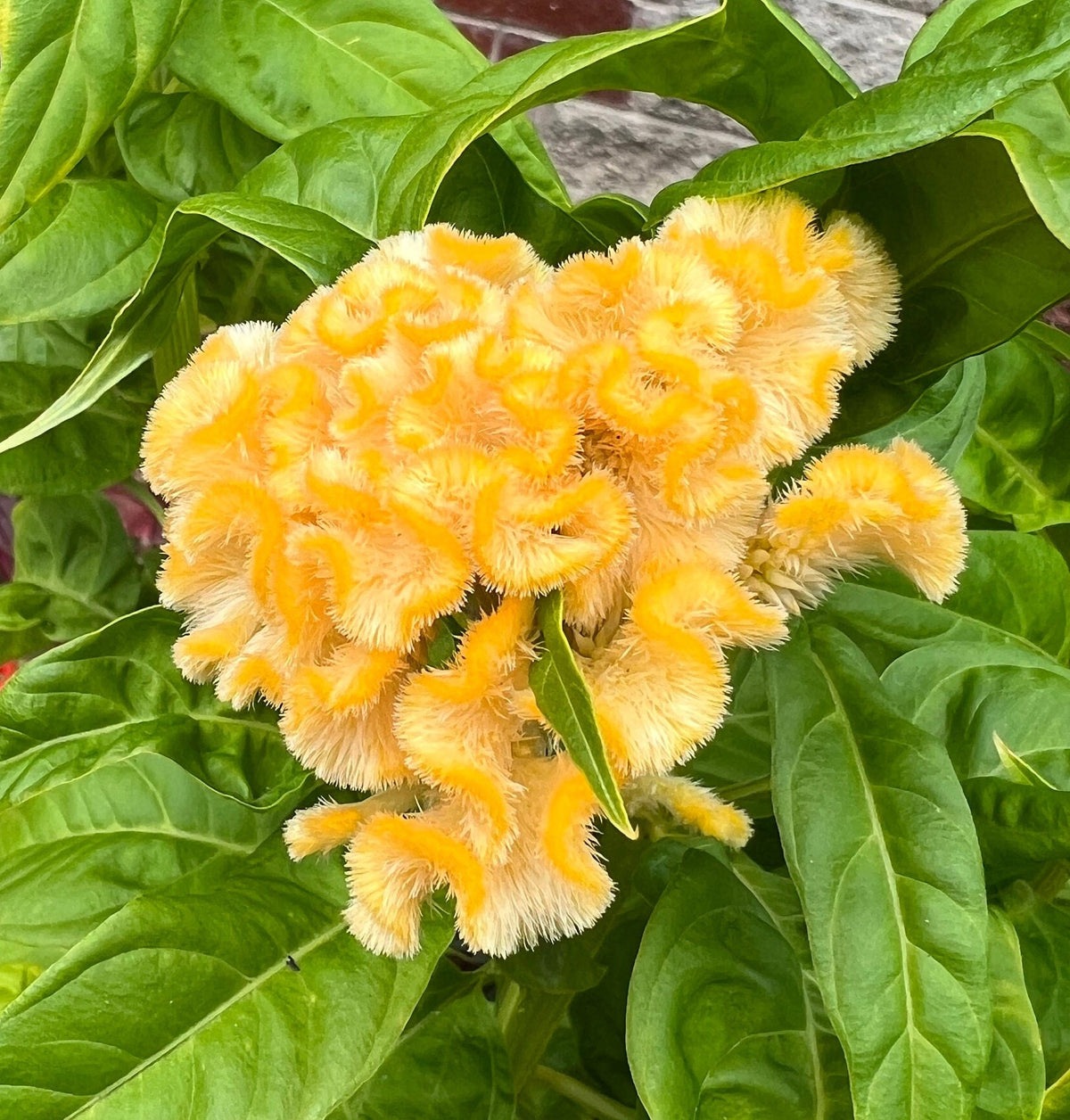 Giant Cockscomb Celosia Seeds – 50 Seeds | Mixed Colors | Huge Velvety Blooms