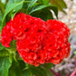 Giant Cockscomb Celosia Seeds – 50 Seeds | Mixed Colors | Huge Velvety Blooms