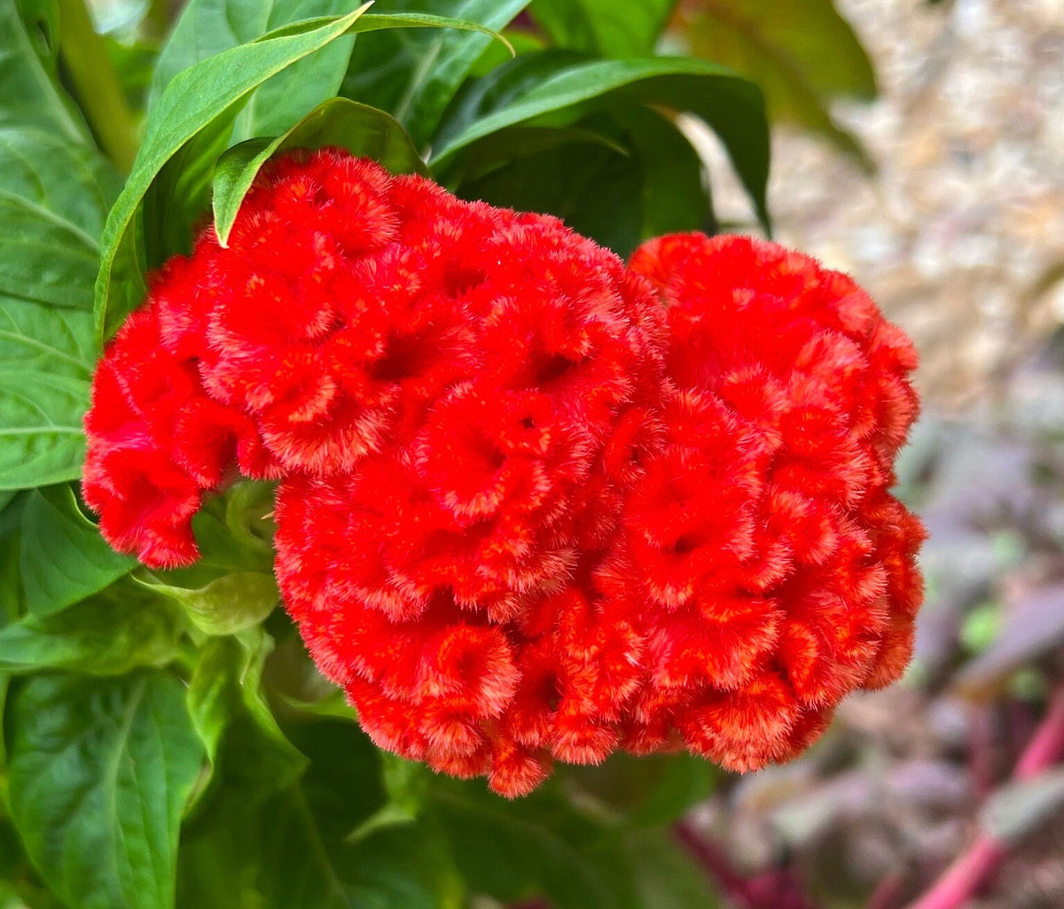 Giant Cockscomb Celosia Seeds – 50 Seeds | Mixed Colors | Huge Velvety Blooms