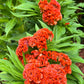 Giant Cockscomb Celosia Seeds – 50 Seeds | Mixed Colors | Huge Velvety Blooms