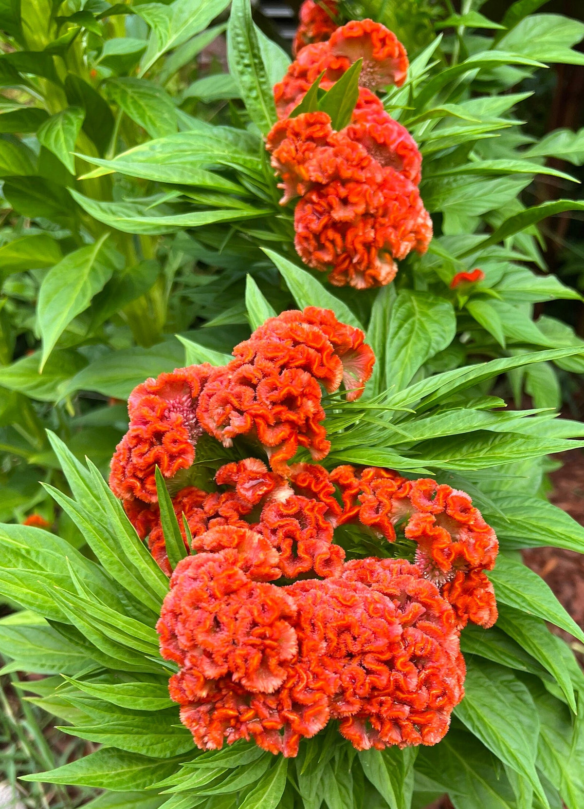 Giant Cockscomb Celosia Seeds – 50 Seeds | Mixed Colors | Huge Velvety Blooms