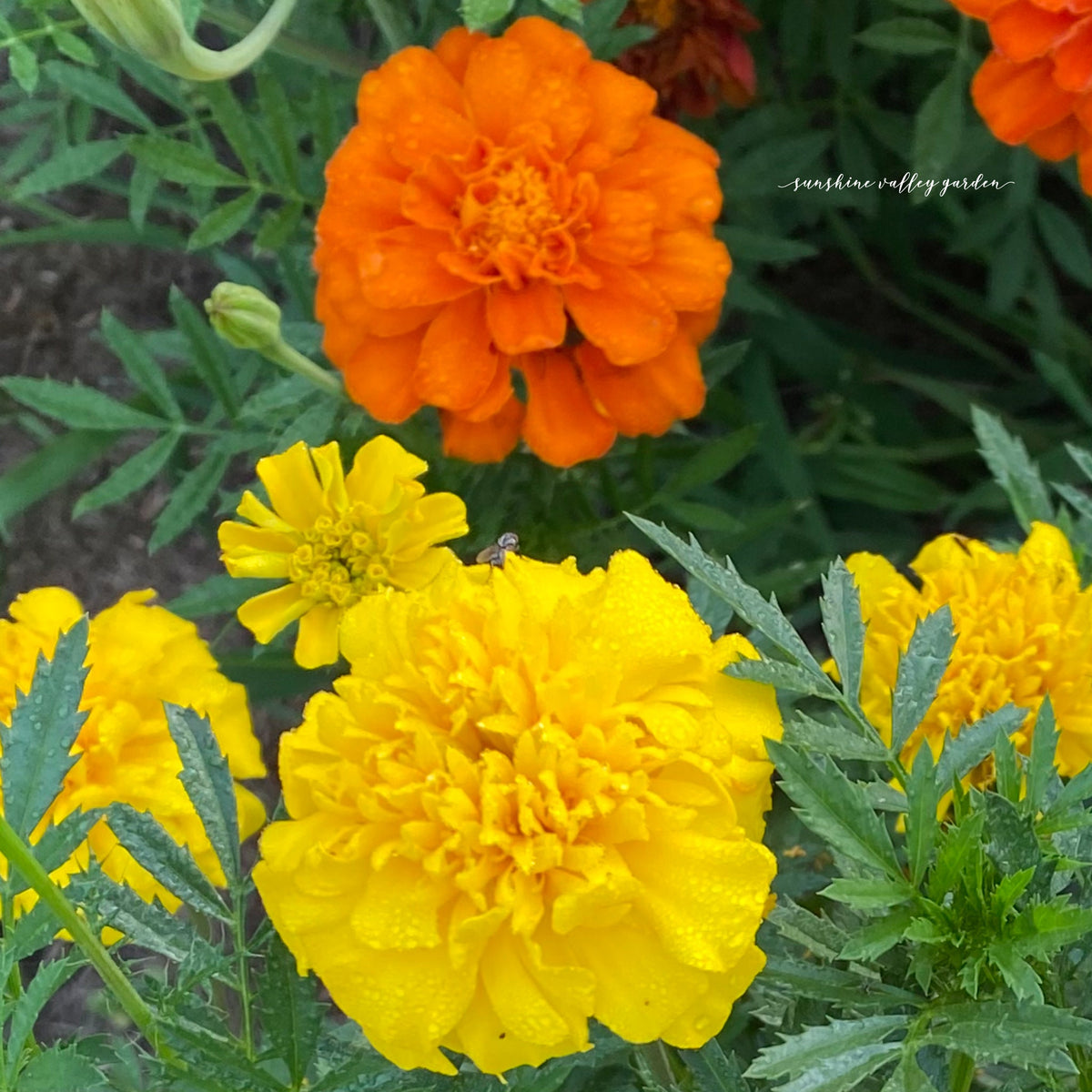 Heirloom Marigold Seeds - Set of 100 Seeds for Your Blooming Garden