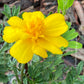 Heirloom Marigold Seeds - Set of 100 Seeds for Your Blooming Garden