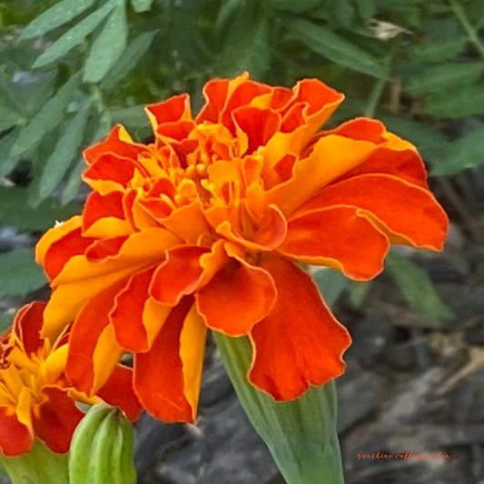 Heirloom Marigold Seeds - Set of 100 Seeds for Your Blooming Garden