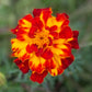Heirloom Marigold Seeds - Set of 100 Seeds for Your Blooming Garden