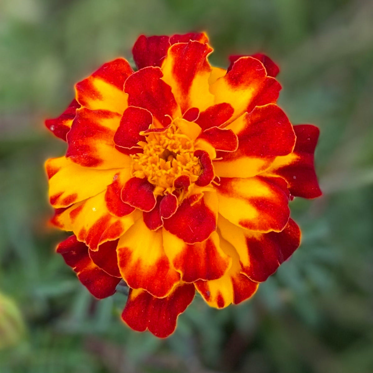 Heirloom Marigold Seeds - Set of 100 Seeds for Your Blooming Garden