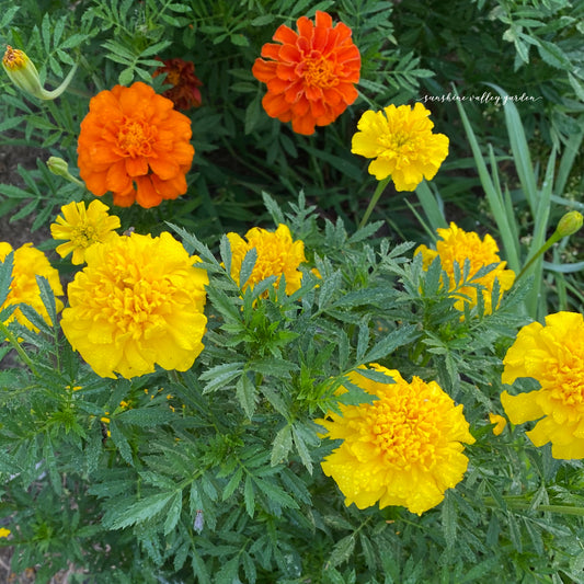 Heirloom Marigold Seeds - Set of 100 Seeds for Your Blooming Garden